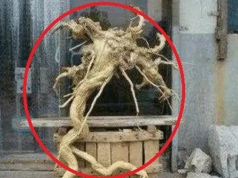 Lão nông nhặt được khúc gỗ có hình dáng kỳ lạ, con trai vừa thấy đã tái mặt gọi điện báo cảnh sát
