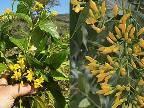 Vô tình hái bó hoa màu vàng mọc đầy đường ở Măng Đen, là cây gì mà bị cho là mắc sai lầm lớn khi du lịch vùng núi?