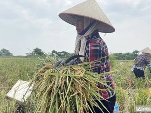Hải Phòng: Nông dân thu tiền tỷ nhờ cấy lúa trên ruộng rươi