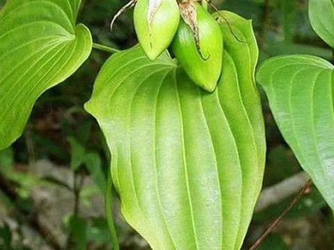 Loại cây mọc hoang dại nhiều nơi, được ví 'tốt như sâm', giúp bổ phổi, trị ho