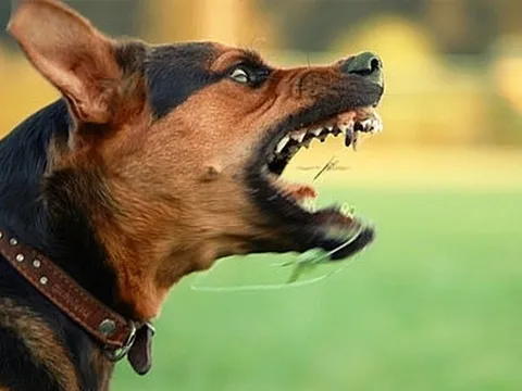 2 trẻ bị nhiễm trùng do tụ cầu vàng sau khi bị chó cắn