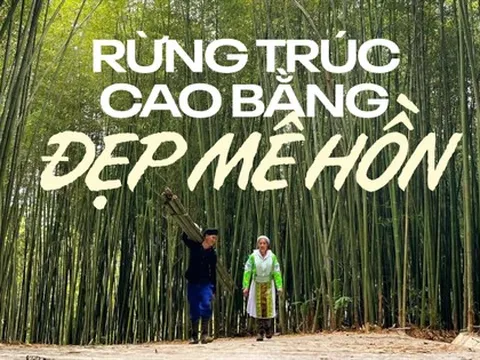 Rừng trúc sào xanh mướt ở Cao Bằng đẹp đến quên cả lối về
