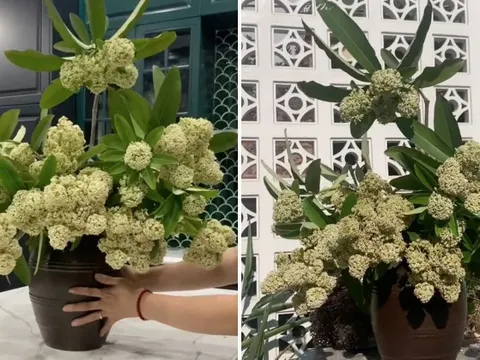 Mang cả hoa sữa về nhà cắm: Loài hoa "đặc sản" mùa thu Hà Nội tiếp tục gây tranh cãi không hồi kết