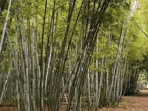 Phát hiện địa điểm cảnh như trong phim kiếm hiệp khiến du khách ngạc nhiên, cách Hà Nội 2 giờ chạy xe