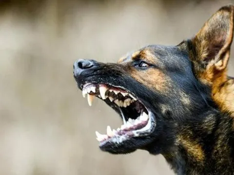 Căn bệnh lây truyền từ chó mèo, có tỷ lệ tử vong gần như 100% khi xuất hiện triệu chứng