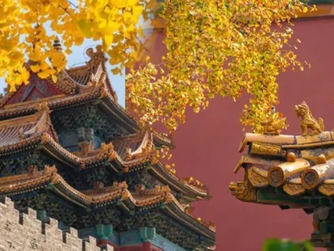 Nao lòng thời khắc Tử Cấm Thành sang thu: Sắc vàng lá ngân hạnh mơ màng nơi tường đỏ ngói men