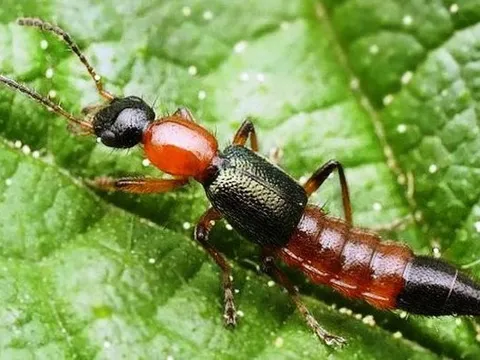 Khổ sở vì bị loại kiến có độc tố gấp 15 lần rắn hổ mang “hành”