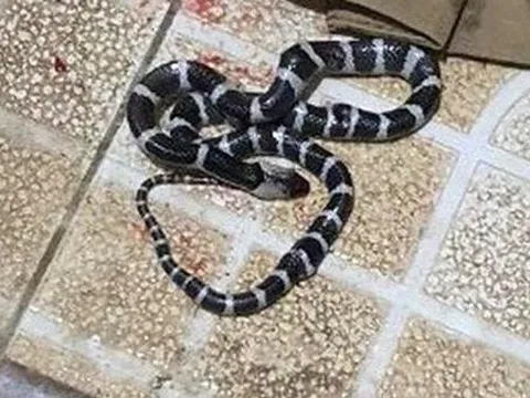 Bé 10 tuổi được cứu sống kỳ diệu khi bị rắn cực độc cắn