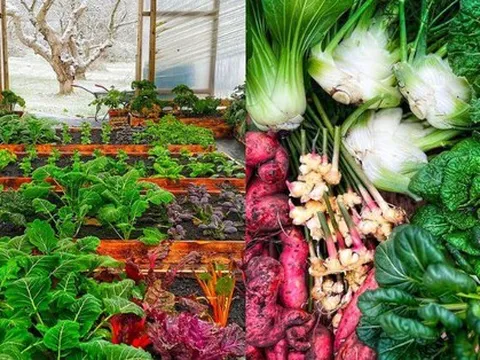Nghỉ việc văn phòng, cô gái mạo hiểm dựng lều làm vườn tại nhà: Vất vả muốn ngất đi, kết quả thế nào?