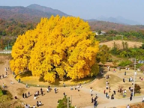 Cây ngân hạnh gần nghìn năm tuổi ở Hàn Quốc lại khoe sắc vàng rực cả góc trời khi mùa thu tới, cảnh đẹp mê mẩn hàng nghìn du khách