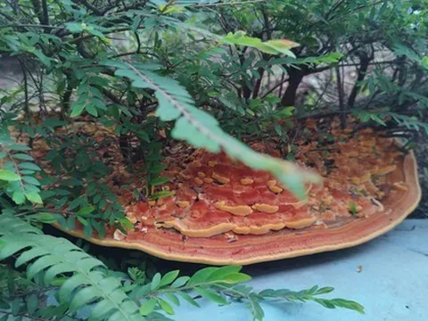 Phát hiện "chiếc pizza" khổng lồ dưới gốc cây trong khu chung cư, người đàn ông đăng đàn hỏi dân mạng gây ra cuộc tranh luận sôi nổi