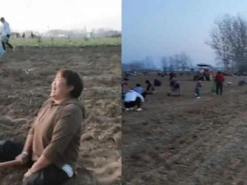 Trung Quốc: Chưa kịp thu hoạch nông sản, hàng trăm người đổ ra đồng "cướp bóc" gây thiệt hại hơn 670 triệu đồng, chủ hộ gào khóc trong bất lực