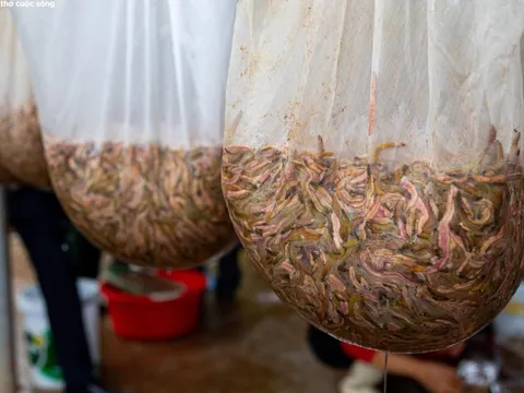 Kiếm hơn 200 triệu đồng chỉ sau một ngày vớt 'lộc trời'