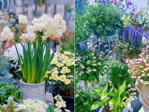 Sở hữu khu vườn sân thượng ấn tượng, mẹ đảm thường xuyên bị hiểu lầm bán cây cảnh online