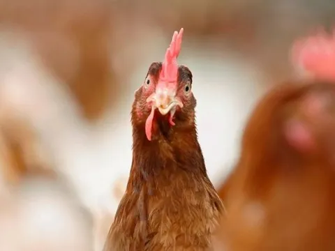 Vào vườn lấy trứng, người phụ nữ bị gà mổ tử vong