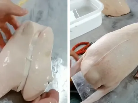 Cận cảnh tạo ra món ăn "nhà giàu" xa xỉ bậc nhất thế giới nhưng lại gây phẫn nộ vì sự tàn nhẫn