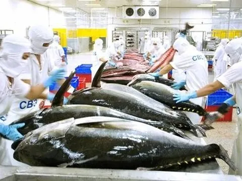 Xuất khẩu cá ngừ sang EU liên tục giảm dù thị trường nhiều khả quan