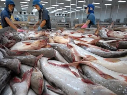 Tín hiệu tốt từ xuất khẩu cá tra và kỳ vọng sức tăng trưởng dịp cuối năm