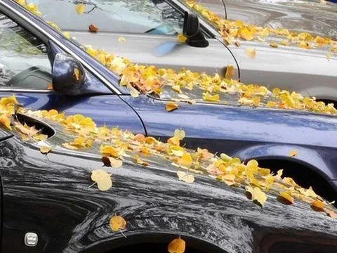 Lá cây rụng gây nguy hại tới ô tô thế nào?