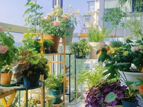 Khu vườn ban công của chàng trai gen Z khiến các chị em cũng phải ghen tị