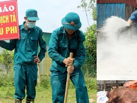 Thành phố Vinh xuất hiện 8 ổ dịch tả lợn châu Phi
