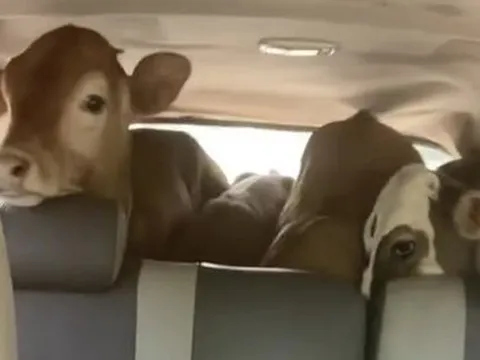 Video này cho thấy Toyota Innova thực dụng cỡ nào: Khoang hành lý chở được 4 con bò