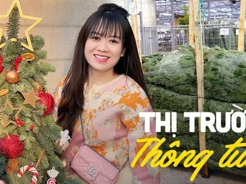 Mùa Giáng sinh: Thông tươi Đan Mạch có giá tiền triệu/cây nhưng vẫn không làm "chùn bước" người tiêu dùng