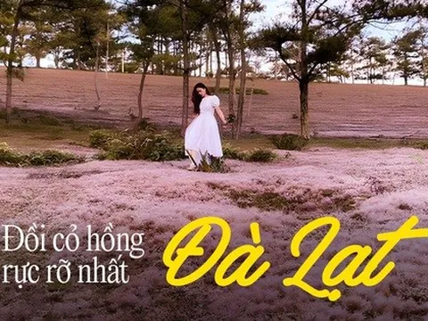 Danh sách các đồi cỏ hồng rực rỡ tại Đà Lạt dịp cuối năm và các lưu ý trước khi bắt đầu chuyến đi