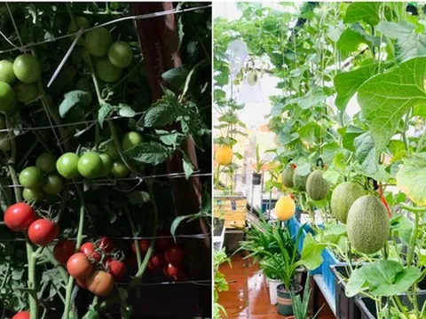 Khu vườn sân thượng đầu tư 30 triệu: Mùa hè có mùng tơi, rau dền, đông đến ngập tràn su hào, súp lơ