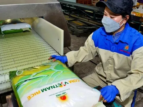 Có đơn hàng cho năm sau, doanh nghiệp xuất khẩu gạo phấn khởi