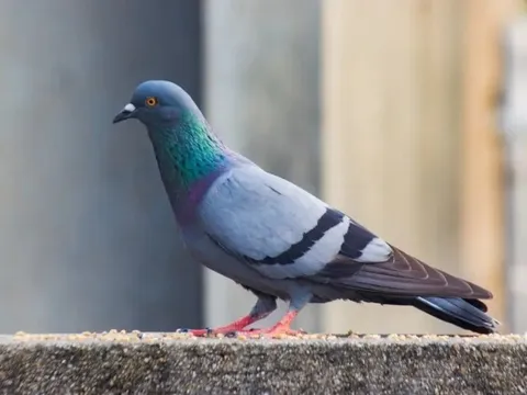 Bé gái 2 tuổi tử vong vì nhiễm virus hiếm gặp