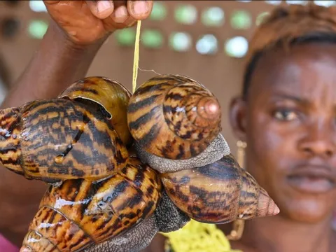 Ốc sên khổng lồ mang lại nguồn thu béo bở cho người dân Bờ Biển Ngà