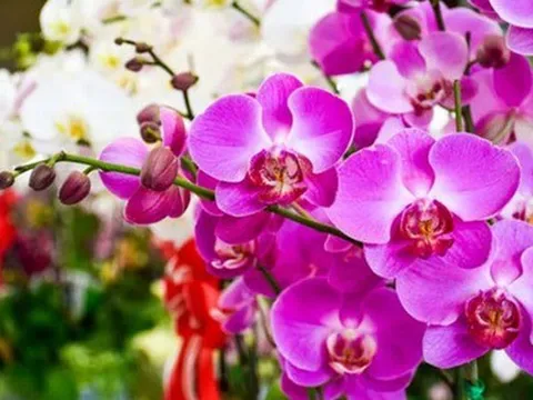 7 loại cây cảnh "siêu hút lộc" năm 2024: Tạo điểm nhấn không gian sống, kéo vận may cho gia chủ, tiền chảy đầy túi