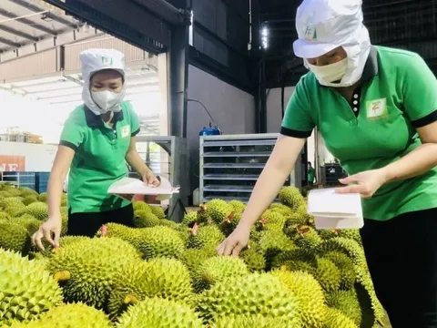 "Điểm sáng" Trung Quốc chi gần 2 tỷ USD nhập khẩu sầu riêng Việt Nam