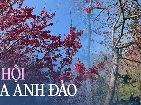 Tết 2024 không cần đi Nhật vẫn có lễ hội hoa anh đào, ở ngay tỉnh miền núi phía Bắc duy nhất sở hữu sân bay