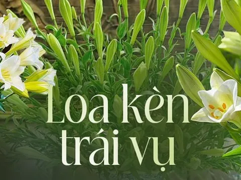 Mê hoặc những chậu loa kèn được hội chị em khoe tự cắm tại nhà, dù bị trái mùa nhưng lại có một lợi thế