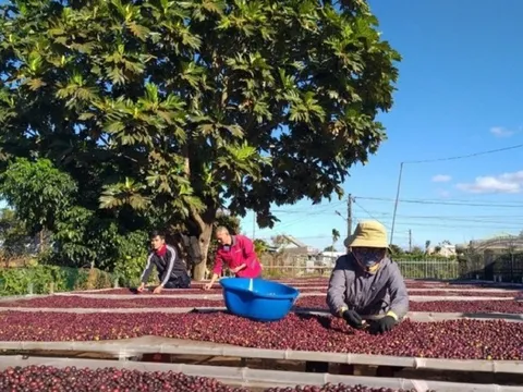 Nguồn cung tiếp tục được bổ sung, giá xuất khẩu cà phê biến động mạnh