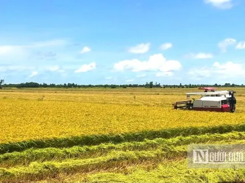 Kiên Giang: Tham gia thực hiện đề án 1 triệu ha lúa chất lượng cao