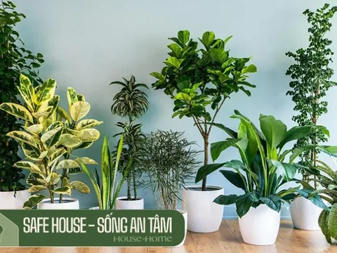 5 loại cây vừa ‘nuốt’ bụi mịn, lọc không khí, vừa hút tài lộc: Dễ trồng trong căn hộ nhỏ, không tốn công chăm sóc