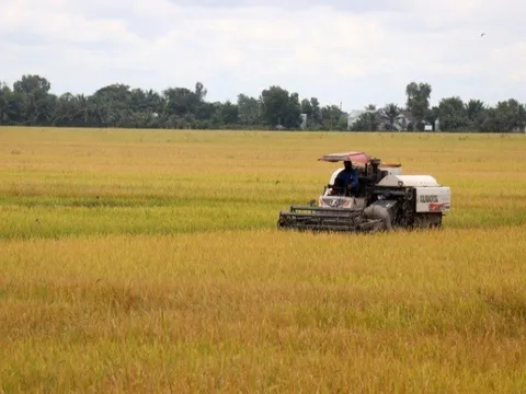 Chuyển đổi chuỗi giá trị lúa gạo ứng phó với biến đổi khí hậu