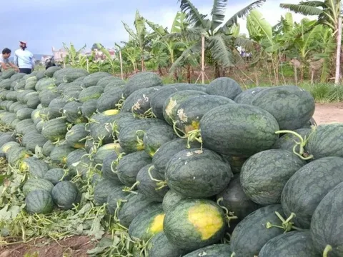 Ký kết nghị định thư xuất khẩu dưa hấu Việt Nam sang Trung Quốc