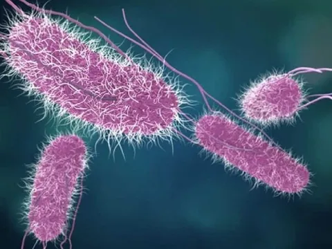 Ghi nhận thêm một trường hợp mắc bệnh Whitmore tại tỉnh Đắk Lắk