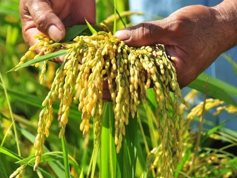 “Khó” của ngành lúa gạo: Giá trị chưa cao, thu nhập còn thấp