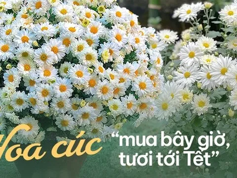 Sau thời gian gây sốt, chị em "bớt mặn mà" với cúc họa mi, chuyển qua săn lùng loài hoa tươi lâu hơn gấp 5 lần