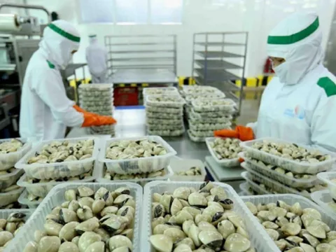 Tăng giá trị cho ngao thương phẩm: Nâng tầm, vươn xa