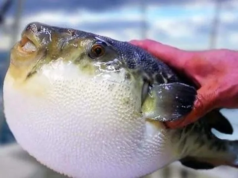 Bệnh nhân rơi vào hôn mê sâu sau khi ăn cá nóc 15 phút