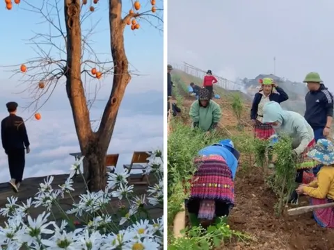 Điểm săn mây ngay vườn cúc hoạ mi được bà con vùng cao chung tay tạo nên, dân mạng thích thú ủng hộ