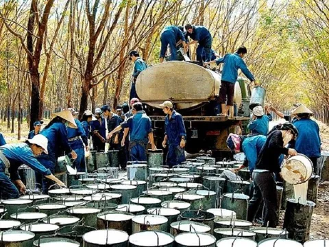 Việt Nam xuất khẩu cao su đạt 2,51 tỷ USD, Trung Quốc vẫn là thị trường lớn