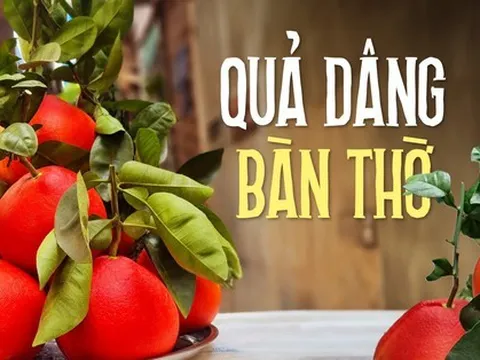 Cách chọn mua và bày bưởi đỏ Tiến vua trên bàn thờ ngày Tết giúp thu hút tài lộc