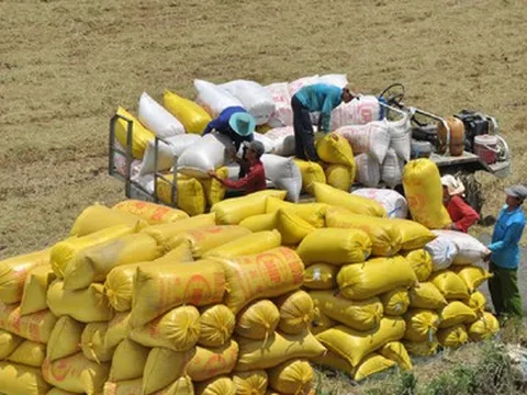 Gạo ST24 và ST25 được ưu đãi thuế xuất khẩu sang thị trường EU